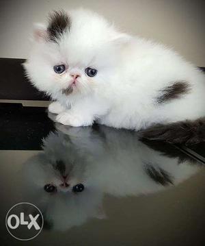 So friendly persian kittens available kitten for sale c