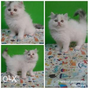 So very very very good kitten for sale cash on