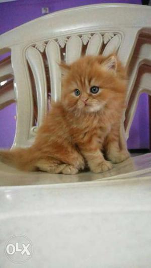 The golden Persian kitten for sale all over
