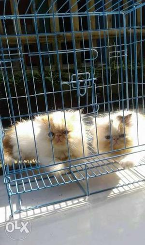 Triple coated Persian kitten for sale spoturtrain