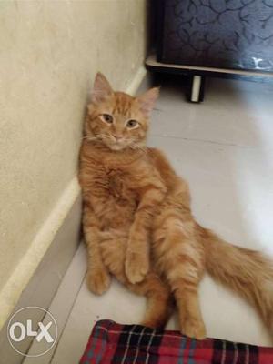 Two 9 months old, male Persian cats, vaccinated.  each