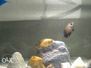 Two Black And Brown Fish