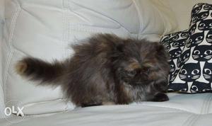 VERY BIG EYES PURE persian kitten for sale in all CASH ON