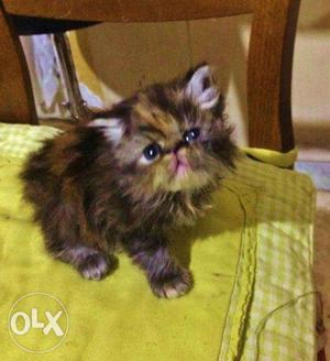 VERY cute pure persian kitten for sale in all cod