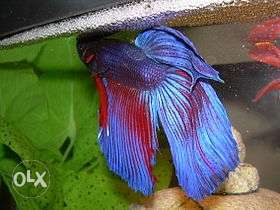 Vailtail red and blue betta fish
