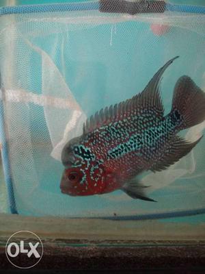 Very active show quality SRD Magma Fish available