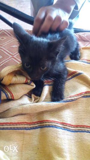 Very beautiful black cat