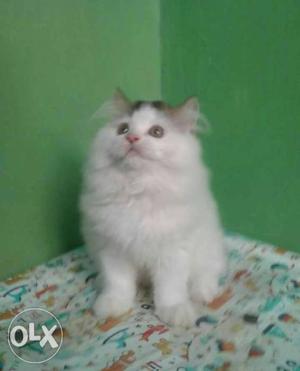 Very cute cat for sale cash on delivery