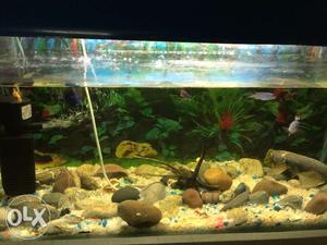 Want to sale fish aquarium of 2.5fts with