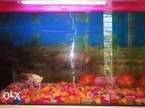Want to sell My fish tank with fishes, Deatils