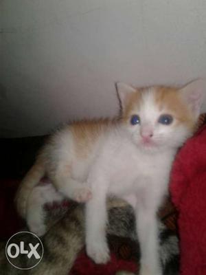 White And Black Short-coated Cat