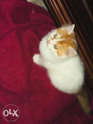 White And Brown Doll face pure persian..2 months kittens
