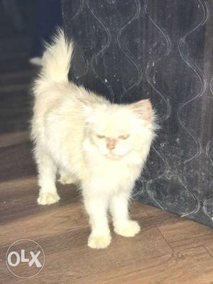 White And Brown Fur Cat