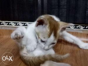 White And Brown Short-fur Cat