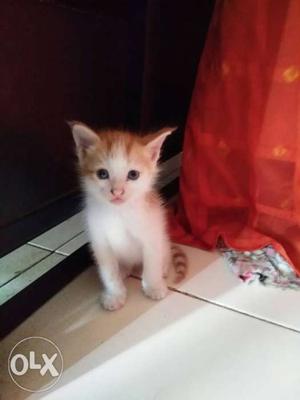 White And Brown Tabby Cat