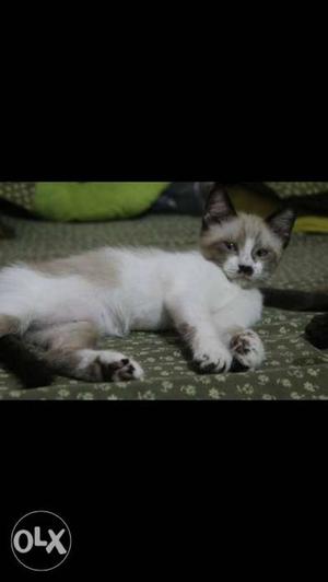 White And Gray Cat