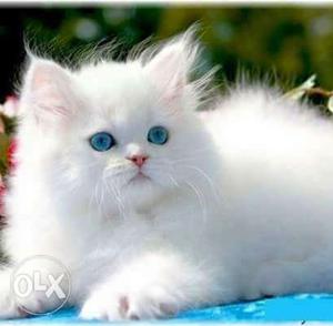 White And Pink Fur Cat