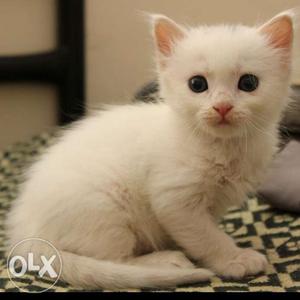 White Doll Face Persian Cat 1month old male/female