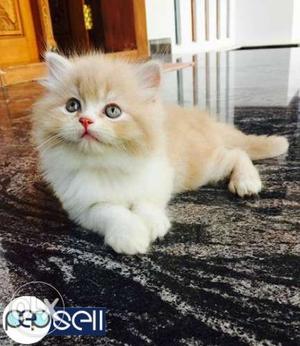White Persian Cat male with good and healthy condition