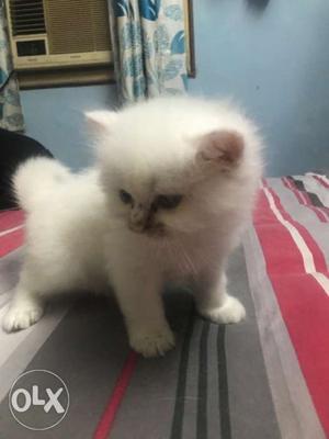 White Persian Kitten, 1 month old (Price Negotiable)