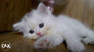 White Persian Kitten female, doll face, pure
