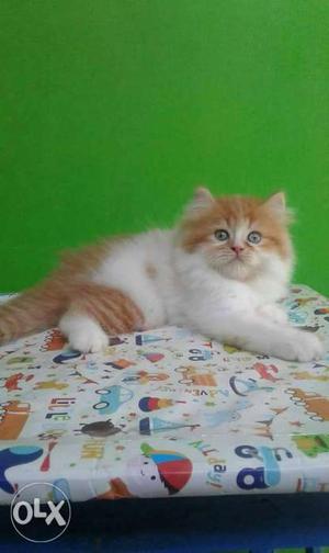 White and Golden Persian kitten triple-quoted for