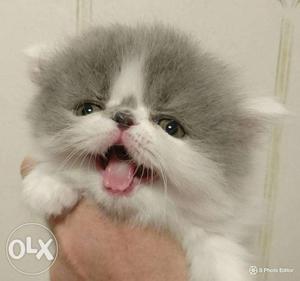 White doll face persian kitten for sale CASH on delivery