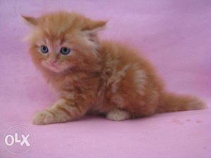 White doll face persian kitten for sale cash ON delivery