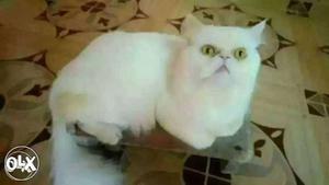White male persian cat for mating. Vaccinated