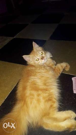 3.5 month kitten,toilet trained,available at