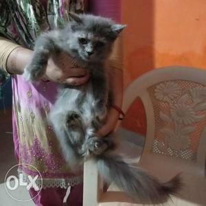 3manth female kitten very lavely and playfully and very