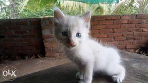 A 2 month old Kitten(small cat) white,
