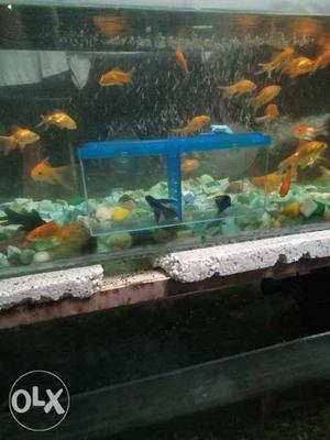 Betafish tank inside aquariuam
