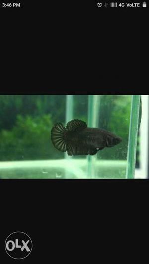 Black plakat female for sale.Have 3 of them in