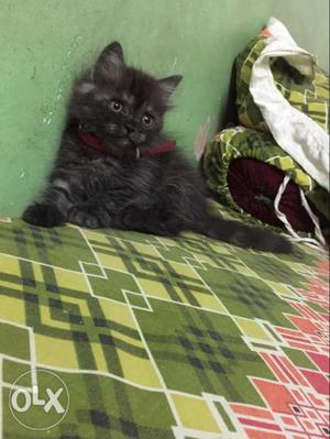 Brown and white coloured persian cat 2 months old