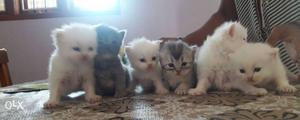Cute and adorable kittens