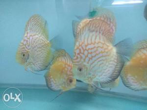 Discus Fish breeding size