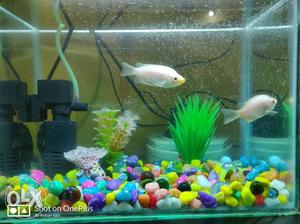 Fish tank with complete accessories and 1 pair of fishes