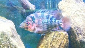 Flowerhorn fish 4 inch size with starting hump