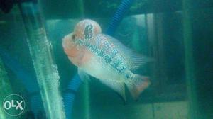 Flowerhorn fish Srd imported 3inches very active