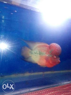 Flowerhorn fish short body fully grown hump