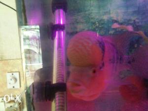 Flowerhorn fish srd, above 4" inch healthy,