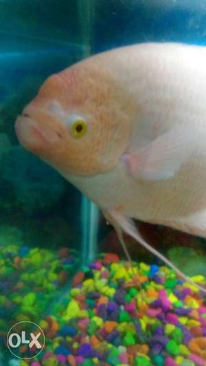 Giant gourami white male fish 1 yr old...