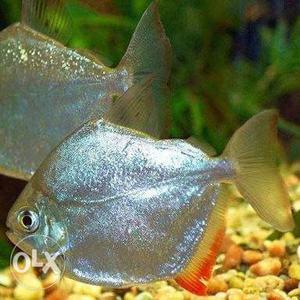 Gray And White Fish With Fish Tank