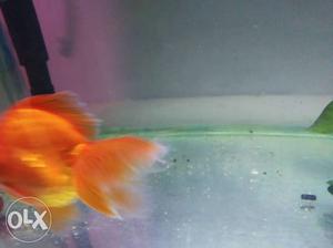 Imported ruikin gold fish pair for 
