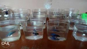 Local Bettas(male) Available at 35rs /piece.Those