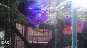 Male Betta fish sale