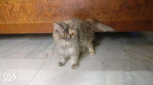 Perisan cat female 15 month old