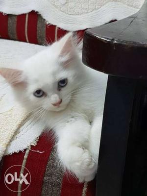 Persian kitten 2months old pure snow white blue