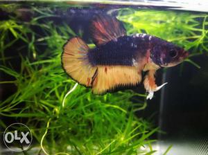 Thai - Galaxy Multi colour Plakat Betta.